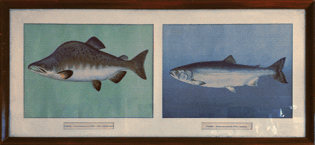 fish photo