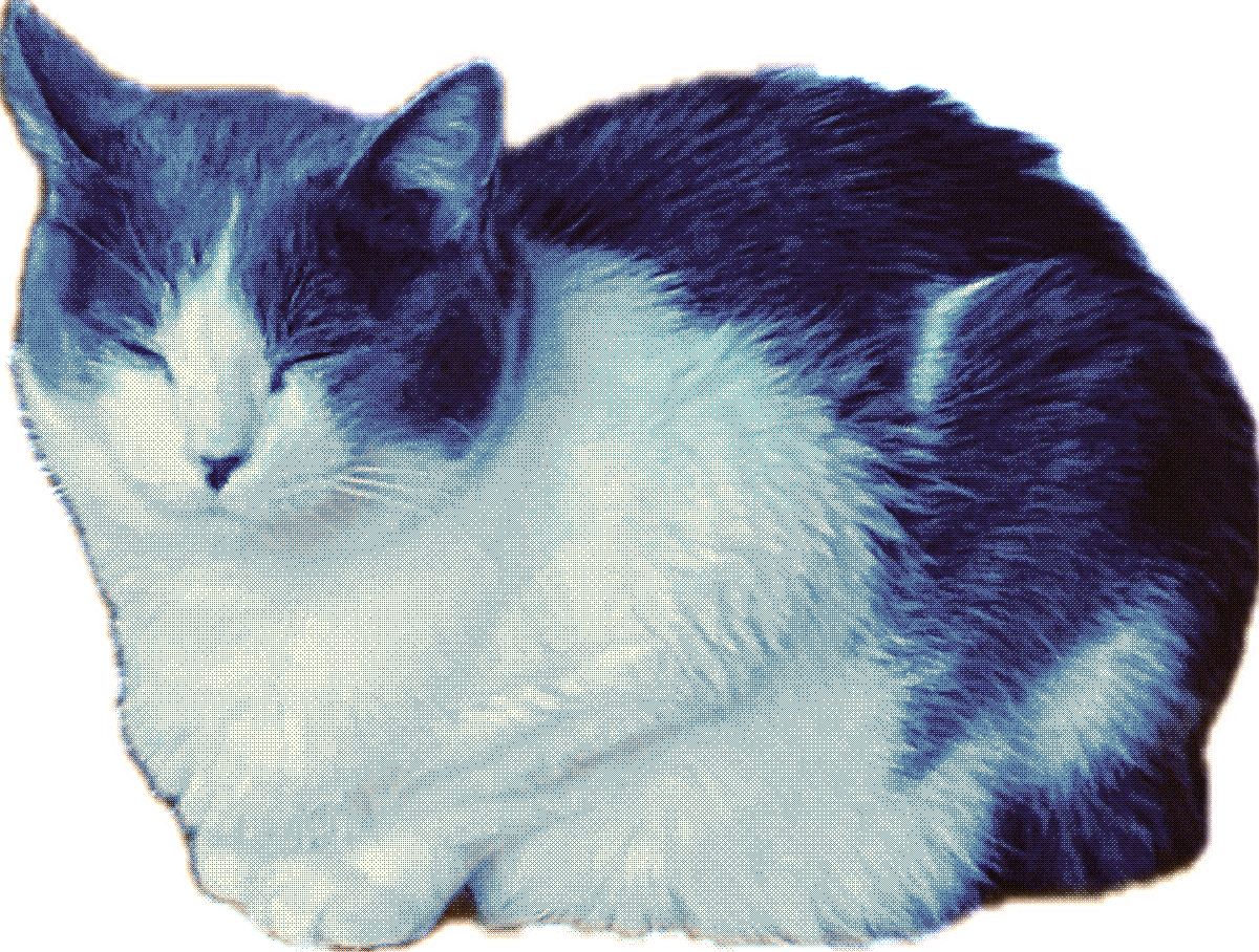 cat sleeping