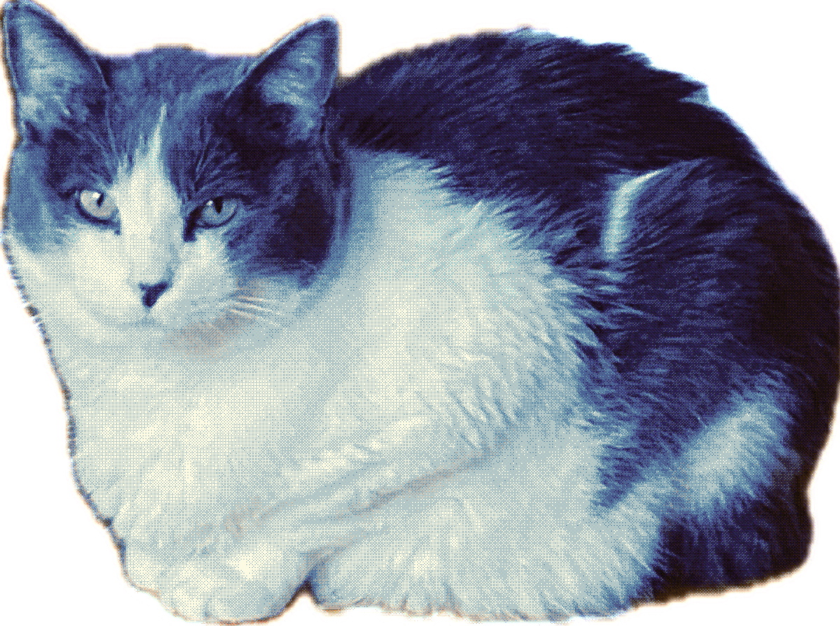 cat awake