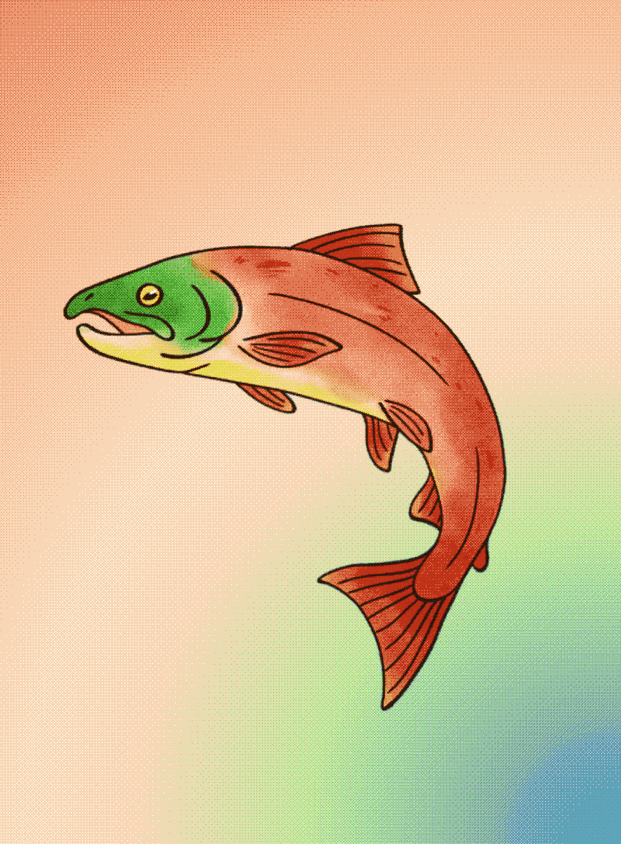 Coho Salmon