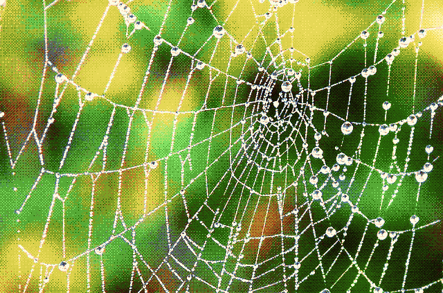 Spider